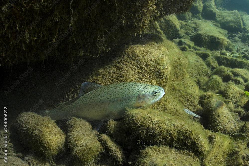 Rainbow trout (Oncorhynchus mykiss) close-up under water in the nature river habitat. Underwater photo in the clean little creek. Rainbow trout (Oncorhynchus mykiss) close-up under water in the nature river habitat. Underwater photo in the clean little creek.
