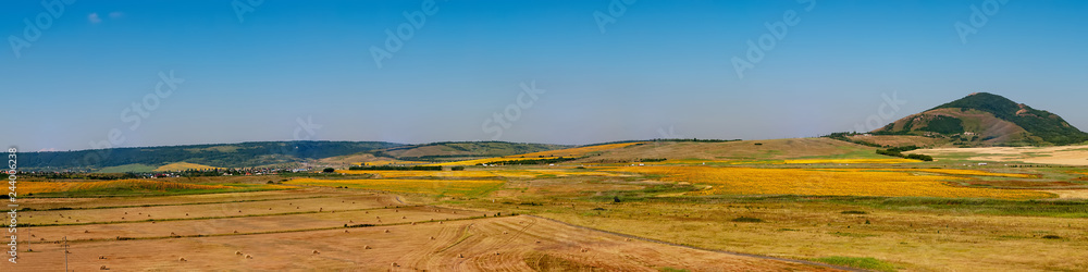 Fields with blooming sunflower. Farm mowing, hay and straw for livestock in winter. Panorama