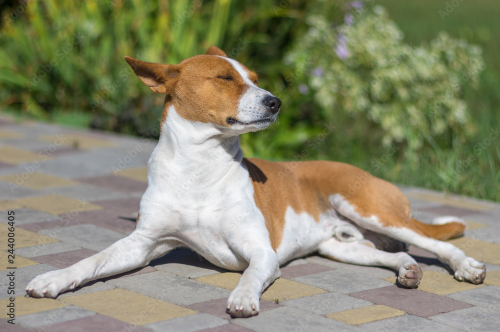 Full body portrait of Basenji dog lying on a pavement and enjoying autumnal warm sun Full body portrait of Basenji dog lying on a pavement and enjoying autumnal warm sun