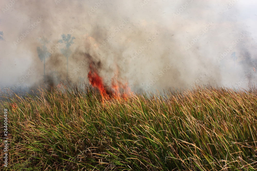 air pollution fron burning  grass