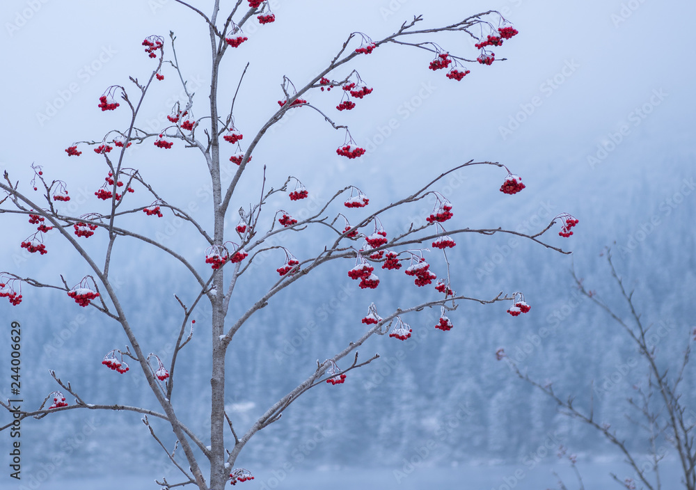 berry tree in winter