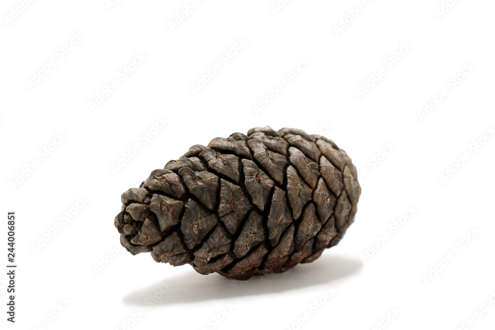 Pine cone on white background Pine cone on white background