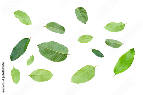leaves isolated on white background 