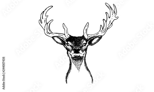 Hirschkopf |  Deer 