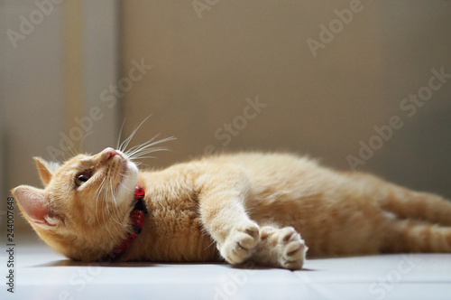 Relaxed cat lying on white floor. Looking up for food. Cat at home.-Image