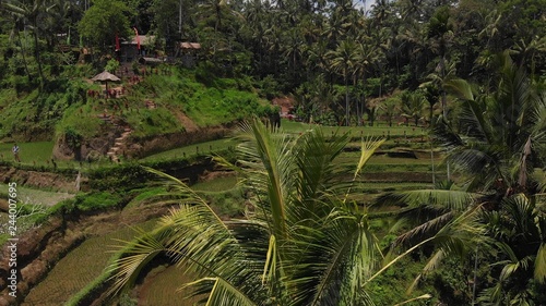 4K aerial drone photo of tropical amazing rice fields on Bali island.