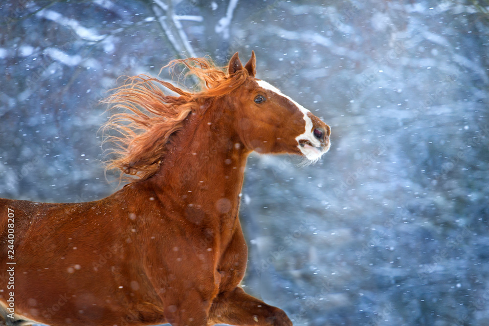 Fototapeta premium Red horse with long mane run fast in winter snow day