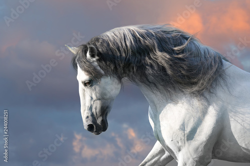 Andalusian horse with long mane run gallop close up photo