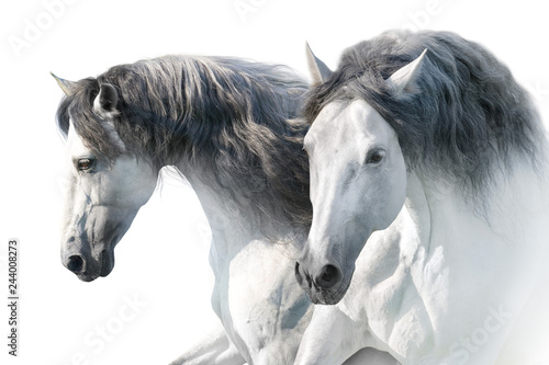 Two White andalusian horse portrait on white background. High key image photo