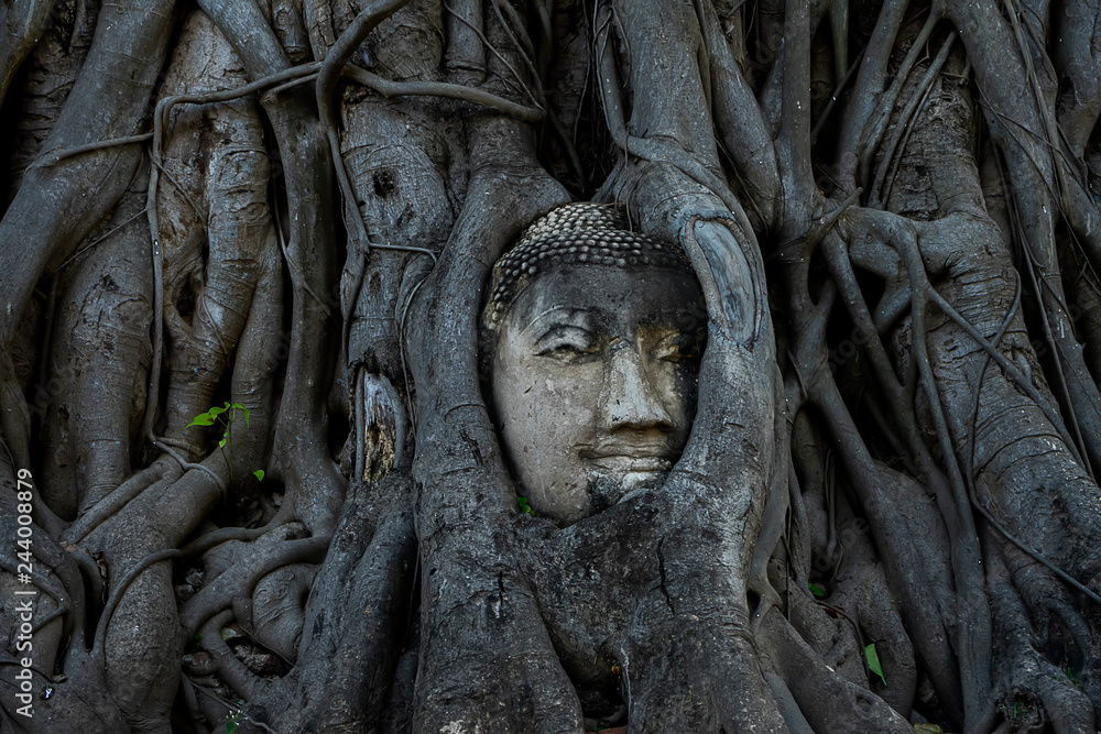 Buddha statue head and face covered with big tree roots.