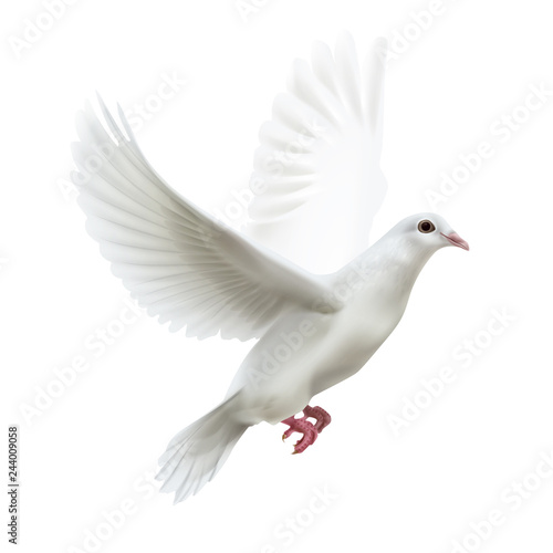 Vector illustration of free flying dove right side view isolated on white background