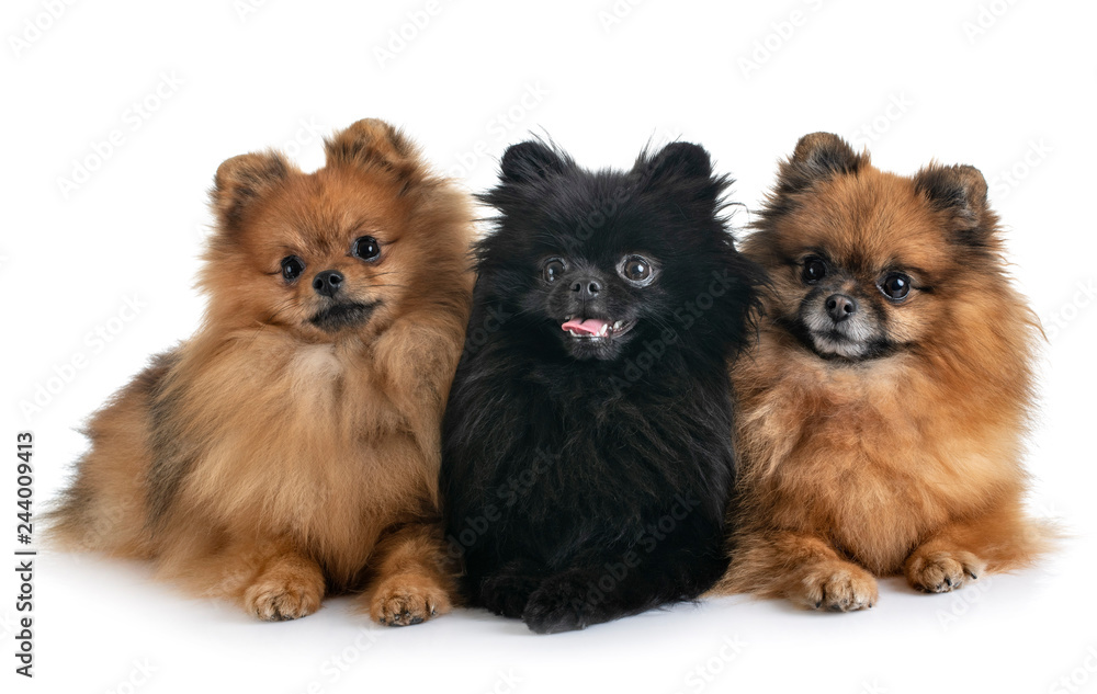 Obraz premium pomeranians in studio