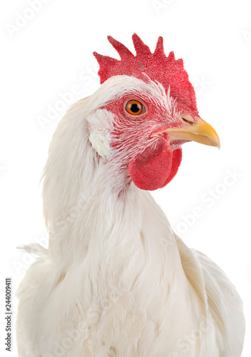 Obraz na płótnie Leghorn chicken in studio