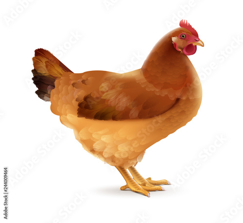 Vector illustration of brown hen right side view isolated on white background