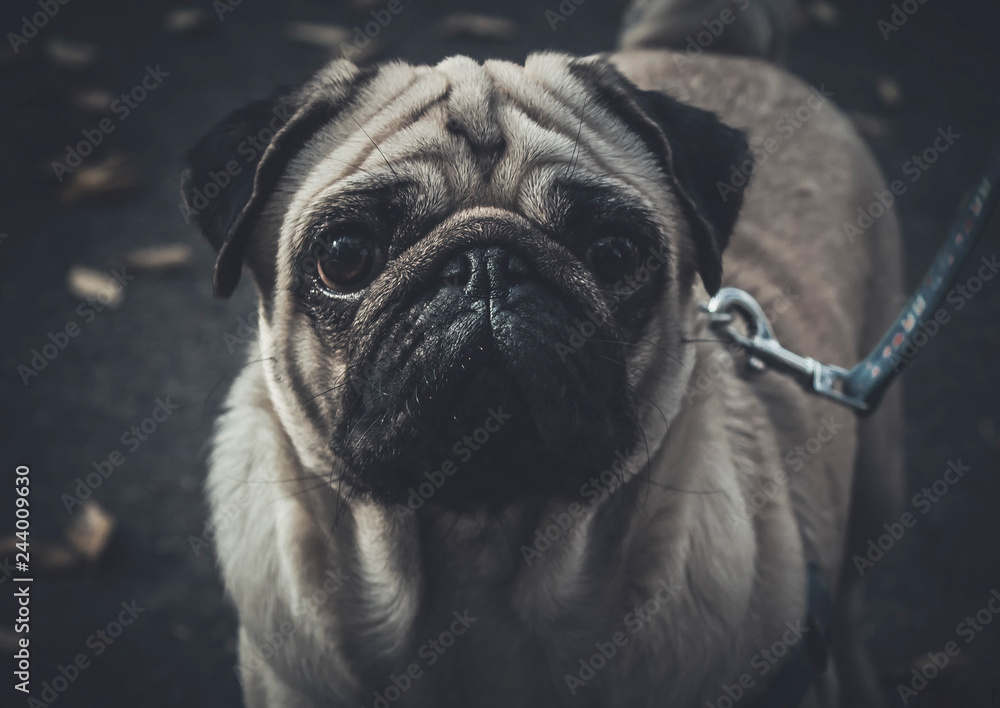 Obraz premium Pug