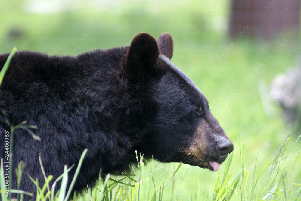 Black bear