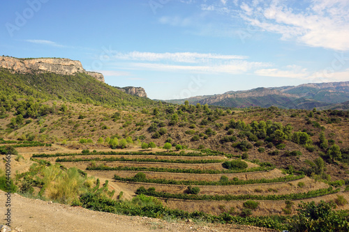 vineyard in tuscany