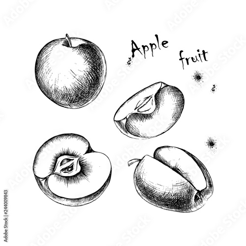 Vector sketch of apple fruit for design