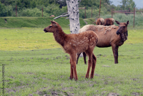 baby elk