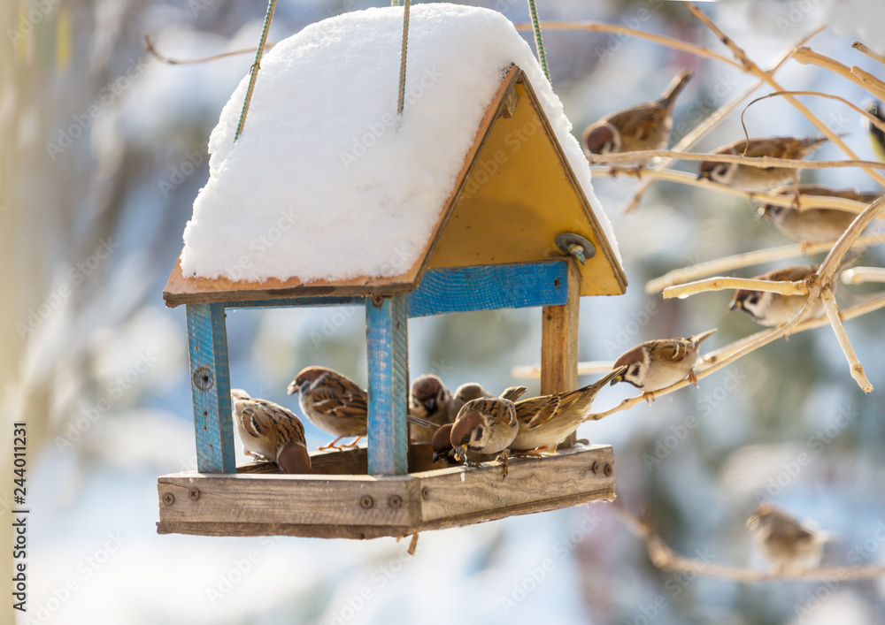 Fototapeta premium Sparrow