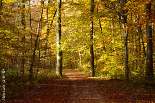 Blurred tree with leaves in orange  orange and red in front of blue sky in fall