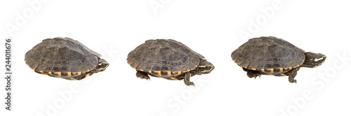 Step or various gestures of turtles  isolated on white background