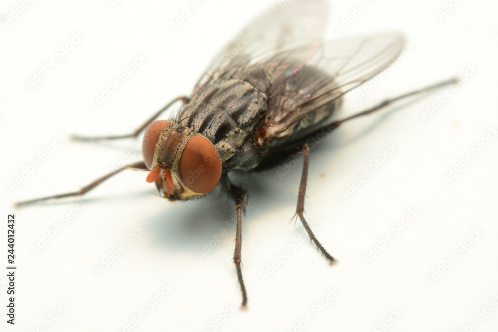 A macro shot of fly isolated on white background. A macro shot of fly isolated on white background.