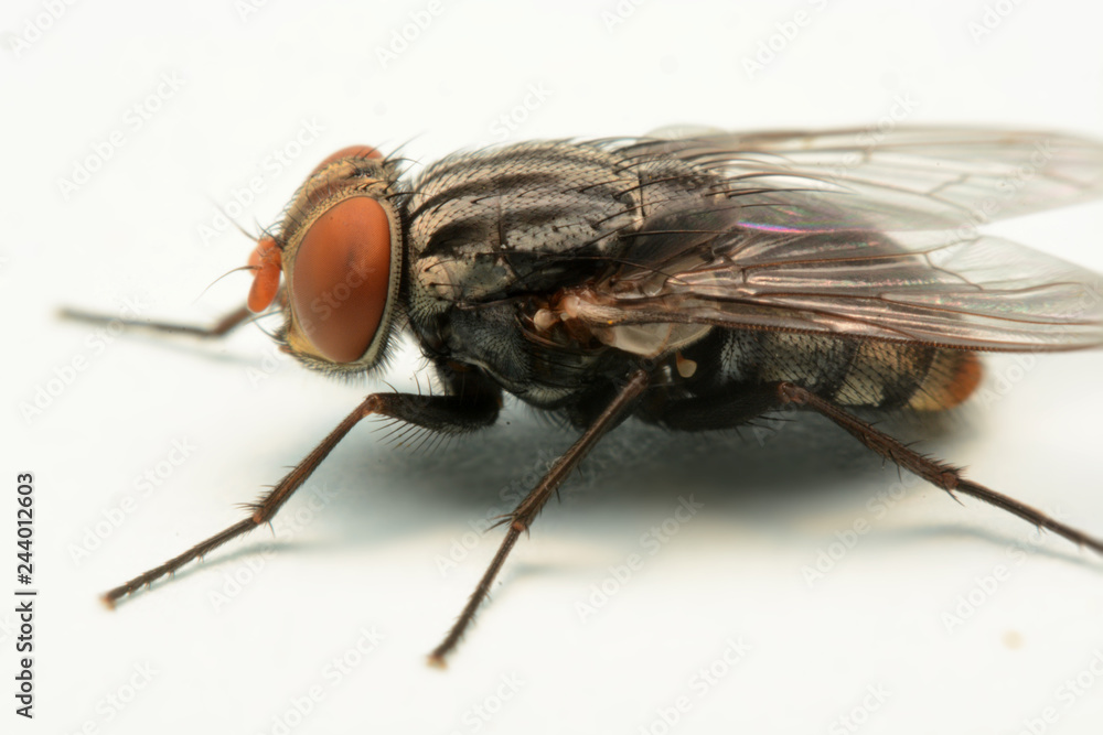 A macro shot of fly isolated on white background. A macro shot of fly isolated on white background.
