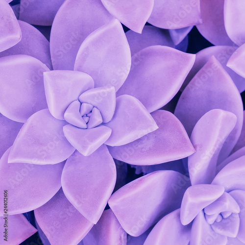 Cactus. Creative violet colours trend. Plant lover concept
