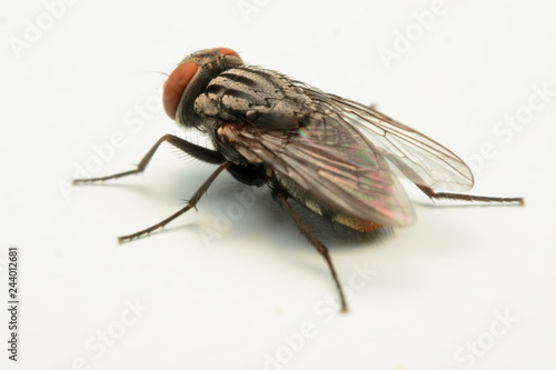 A macro shot of fly isolated on white background. © kasira698