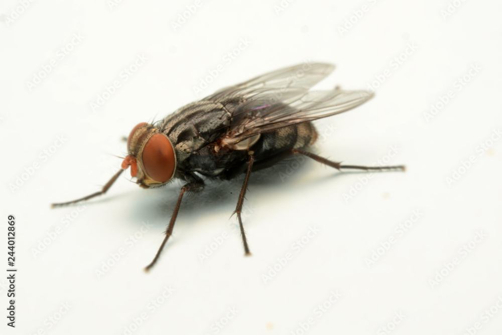 A macro shot of fly isolated on white background. A macro shot of fly isolated on white background.