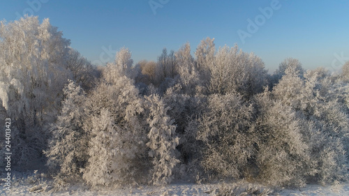 aerial view winter landscape trees covered with snow in countryside. winter forest on sunny day.