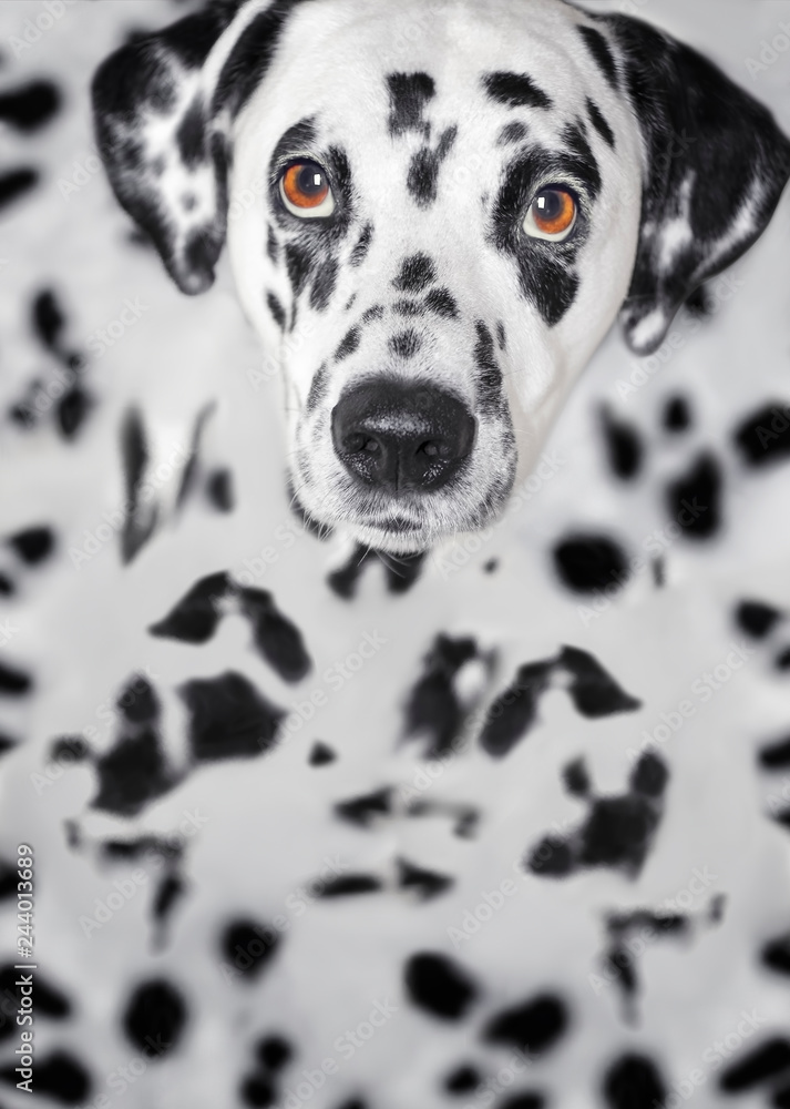 Dalmatian dog sitting and looking at the camera Dalmatian dog sitting and looking at the camera