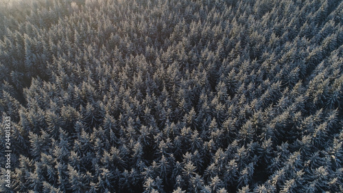 aerial view winter landscape forest covered snow, frost. Frozen branches with hoarfrost in winter forest on sunny day
