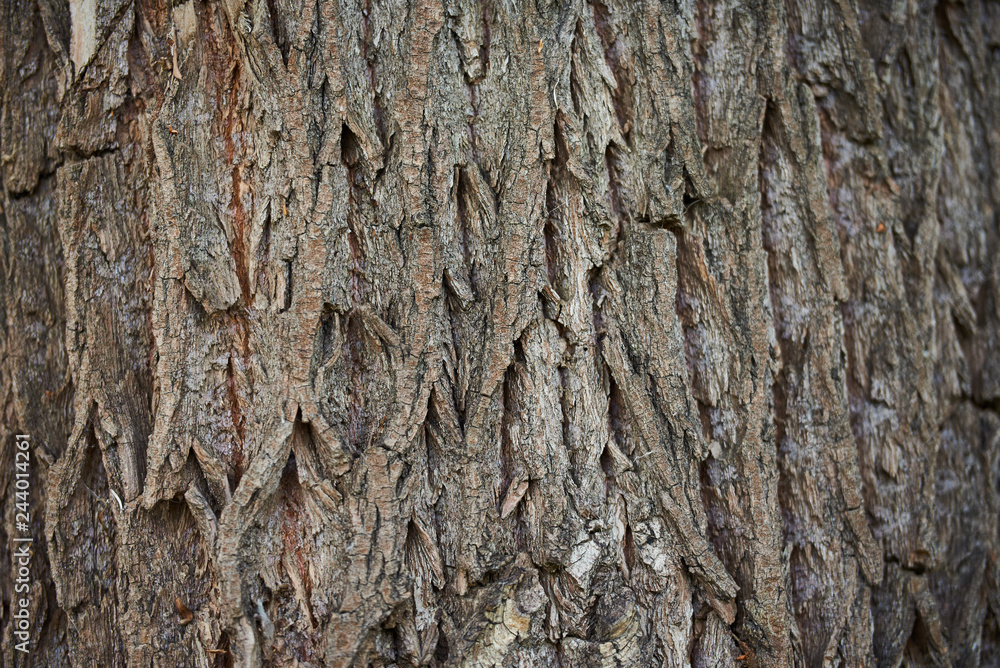 rough bark of the tree rough bark of the tree