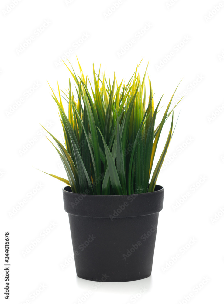plant in the pot isolated on white. plant in the pot isolated on white.