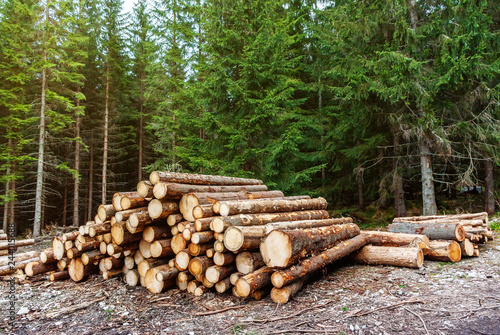 Schilderij op canvas Freshly cut pine logs piled in the forest