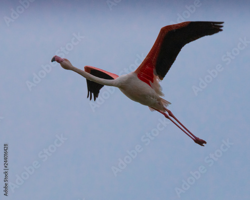 Close-up of a beautiful pink flamingo with wings spread flying in Porto Lagos, Xanthi, Greece