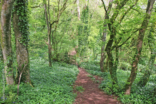 Path through a wood in spring