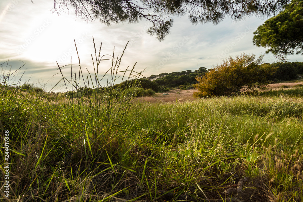 paisaje verde