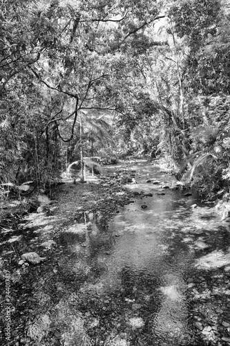 Stunning Oliver Creek in The Daintree, Queensland, Australia