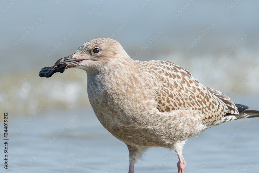 A young european herring gull looking for food on the beach A young european herring gull looking for food on the beach