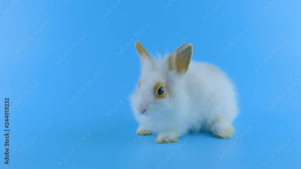 Cute white rabbit with brown ears, sitting, shows tongue, licking lips, blue background ready for chroma key Cute white rabbit with brown ears, sitting, shows tongue, licking lips, blue background ready for chroma key