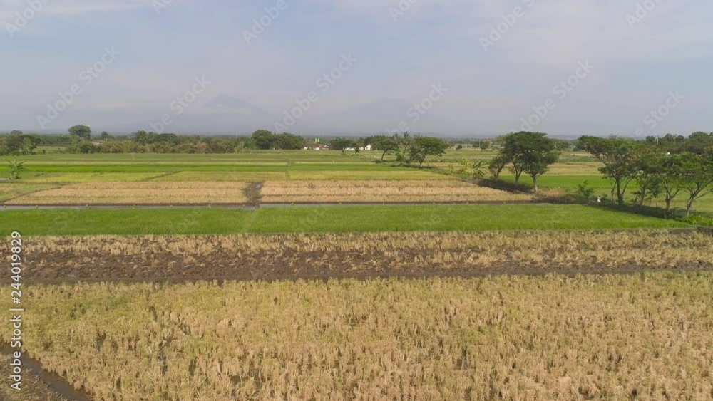 aerial view rice fields, agricultural land with sown green in countryside. farmland with agricultural crops in rural areas Java Indonesia. Land with grown plants of paddy Aerial footage. aerial view rice fields, agricultural land with sown green in countryside. farmland with agricultural crops in rural areas Java Indonesia. Land with grown plants of paddy Aerial footage.