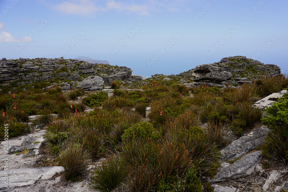 vegetation on the Table mountain near Cape Town, South Africa