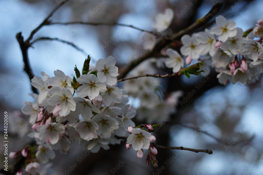 apple blossoms iin munich near the alps apple blossoms iin munich near the alps