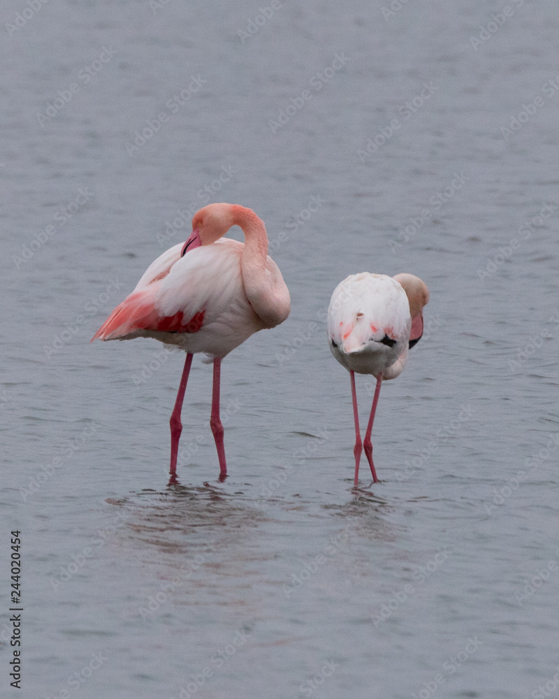 Pink flamingos resting in Vistonida lake, Rodopi, Greece