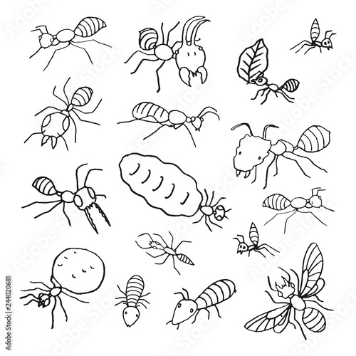 ants colony hand drawn sketch, vector illustration elements