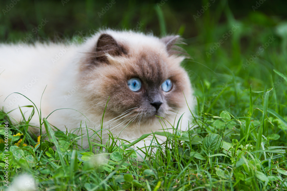 portrait of himalayan persian cat on the green grass in the summer