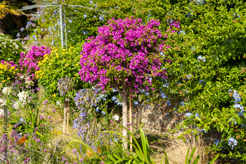 Obraz premium Flowers on the promenade Clair de lune in Dinard